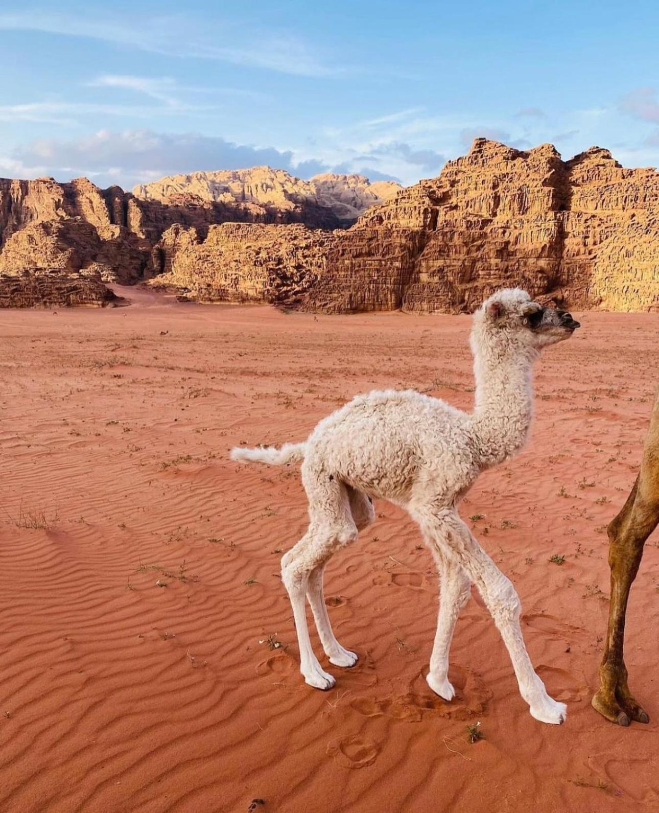 فندق Wadirum Sunset Camp وادي رم المظهر الخارجي الصورة